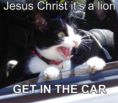 JC it's a lion.jpg