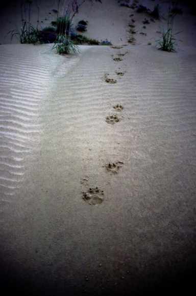 wolf-tracks.jpg
